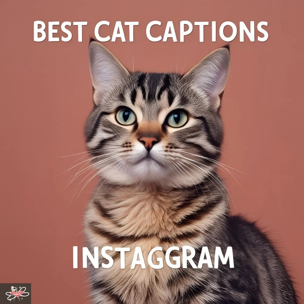 Best Cat Captions For Instagram