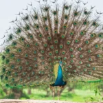 Peacock Captions