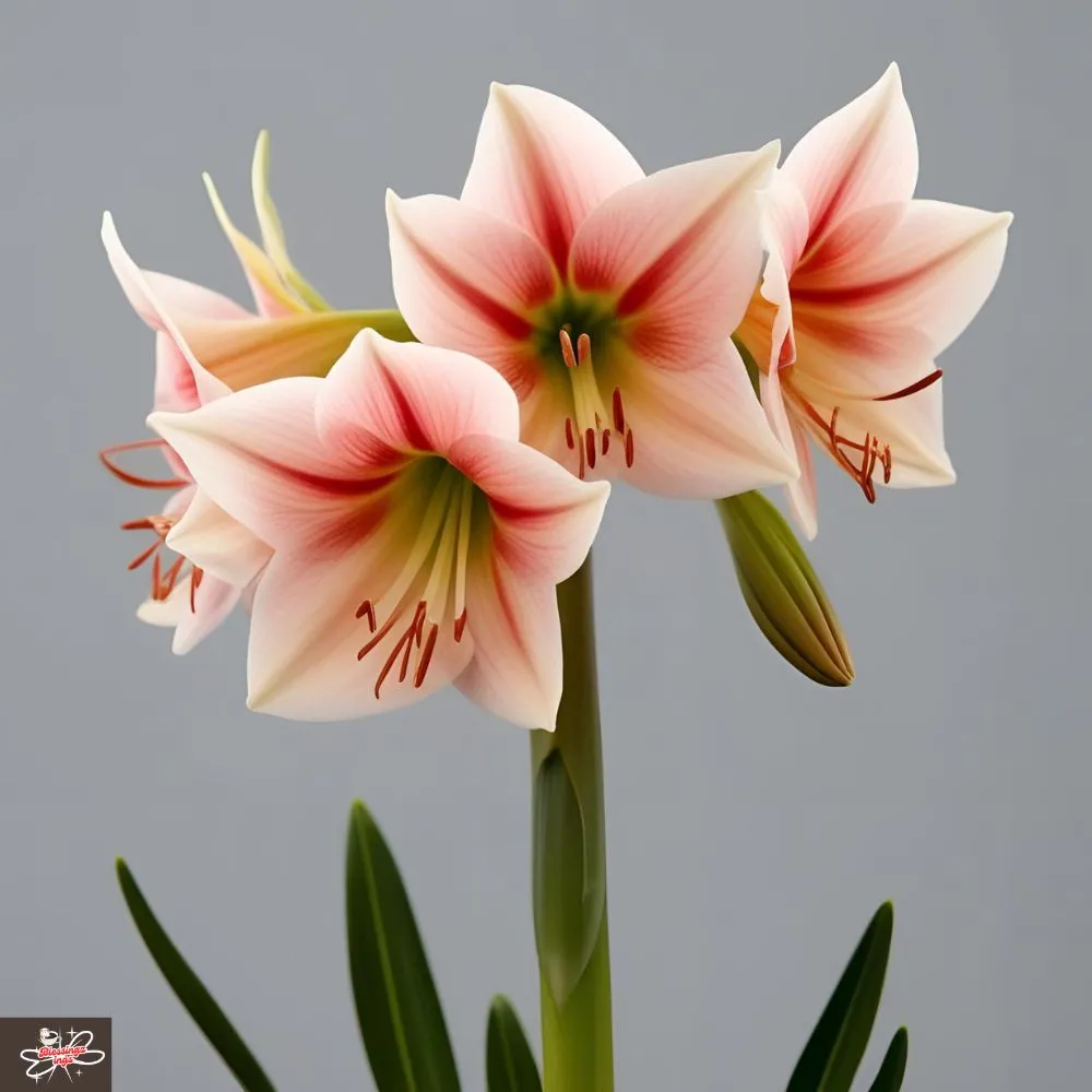 Amaryllis Flower Captions In English