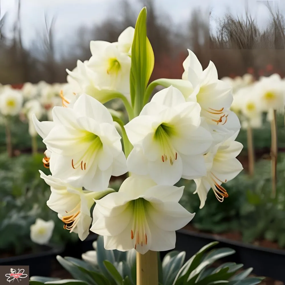 Amaryllis White Flower Farm