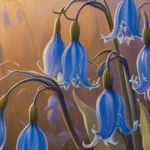 Bluebell Captions