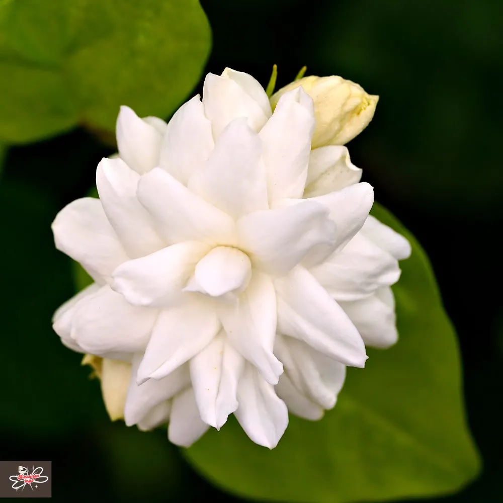 Jasmine Flower